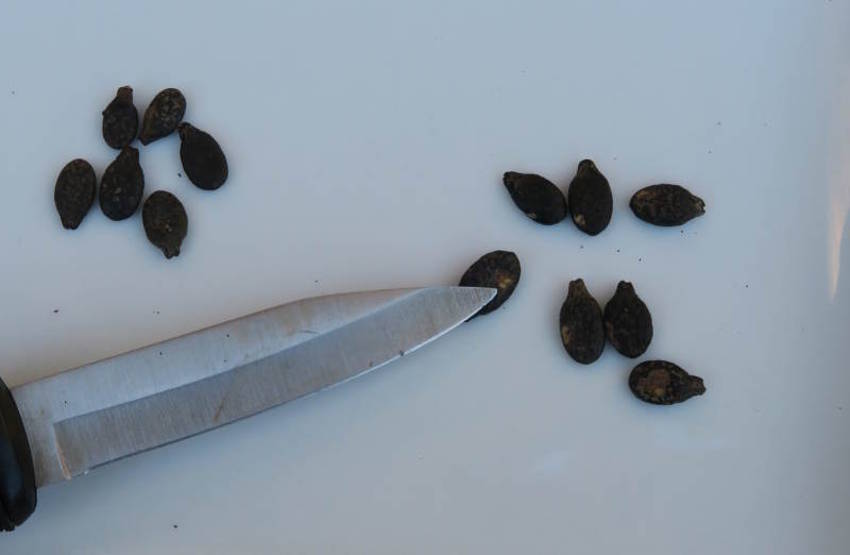 Scarification Seeds